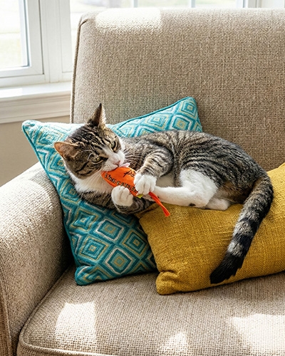 Chat détendu jouant avec une souris King Catnip, jouet à l’herbe à chat stimulant l’instinct naturel.